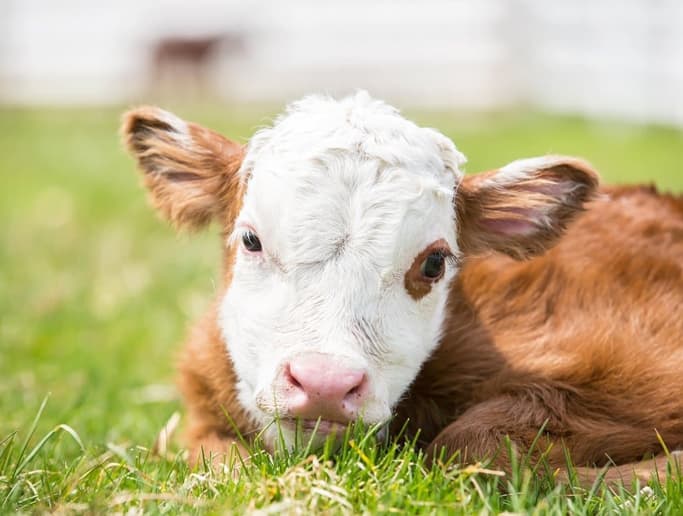 Suni Tohumlamadan Doğan Buzağı Desteklemesi 