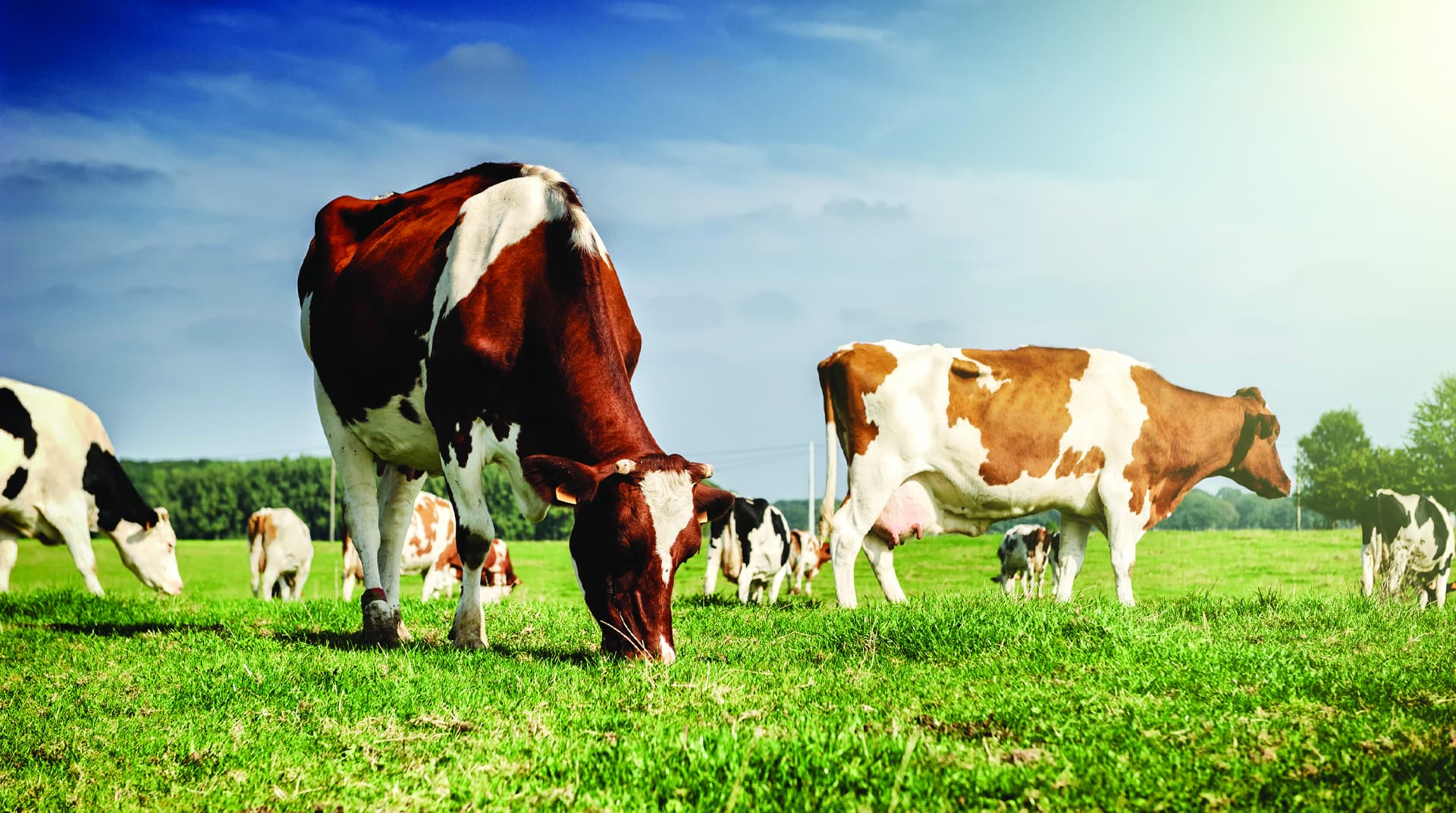 Damızlık Sığır Hizmetleri