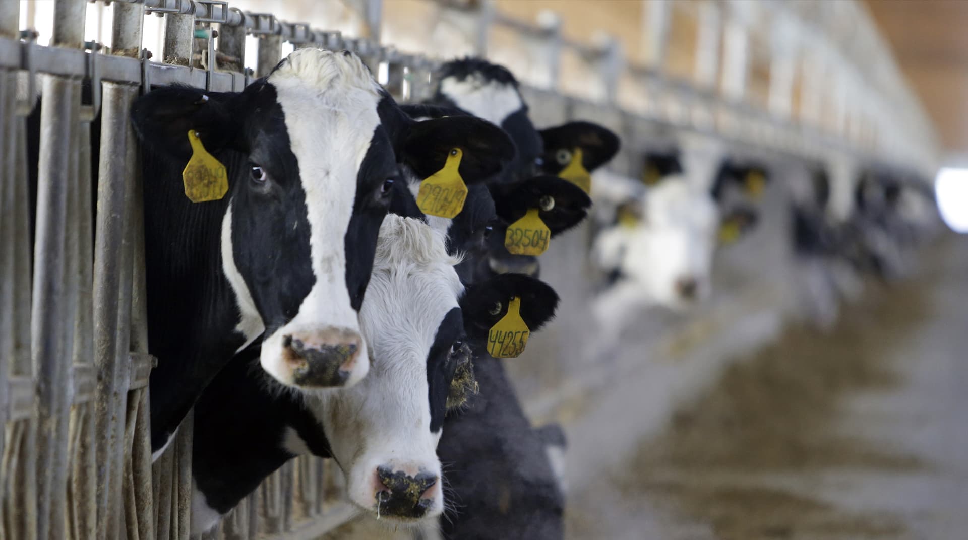 Besi Hayvancılığı